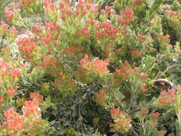 Adenanthos x cunninghamii in 50mm Forestry Tube – Trigg Plants