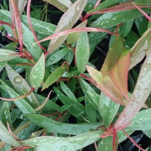 Agonis flexuosa nana - Australian Native Plant