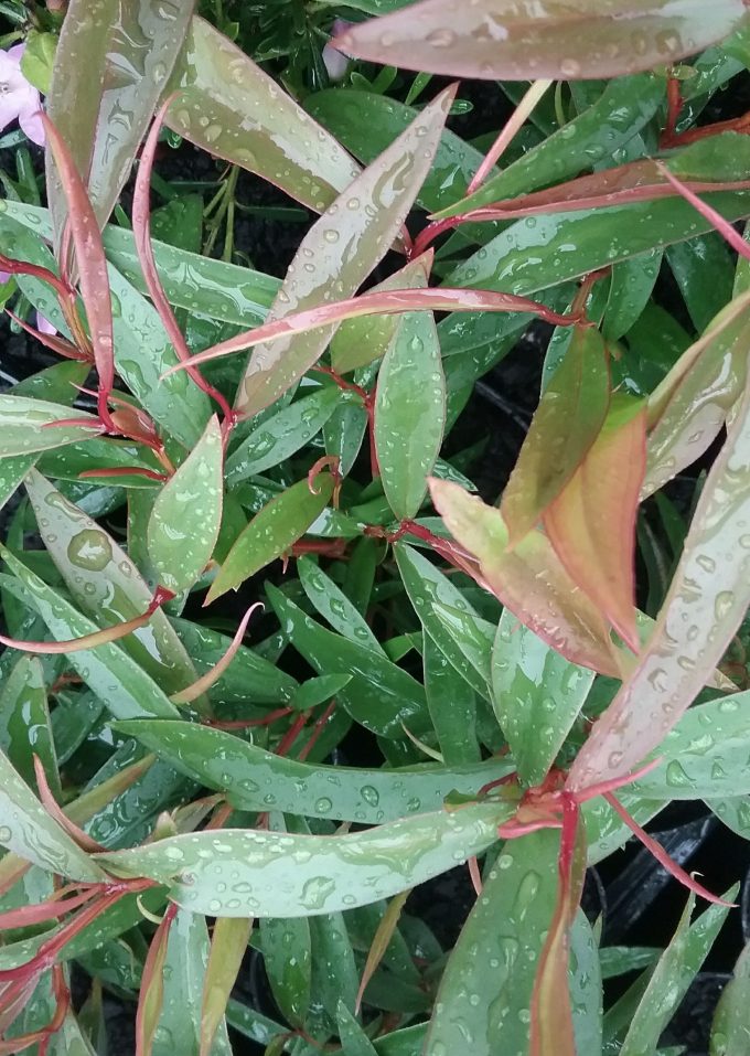 Agonis flexuosa nana - Australian Native Plant