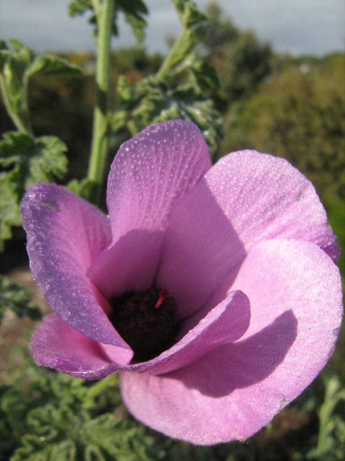 Alyogyne huegelii pink - hardy Australian native shrub