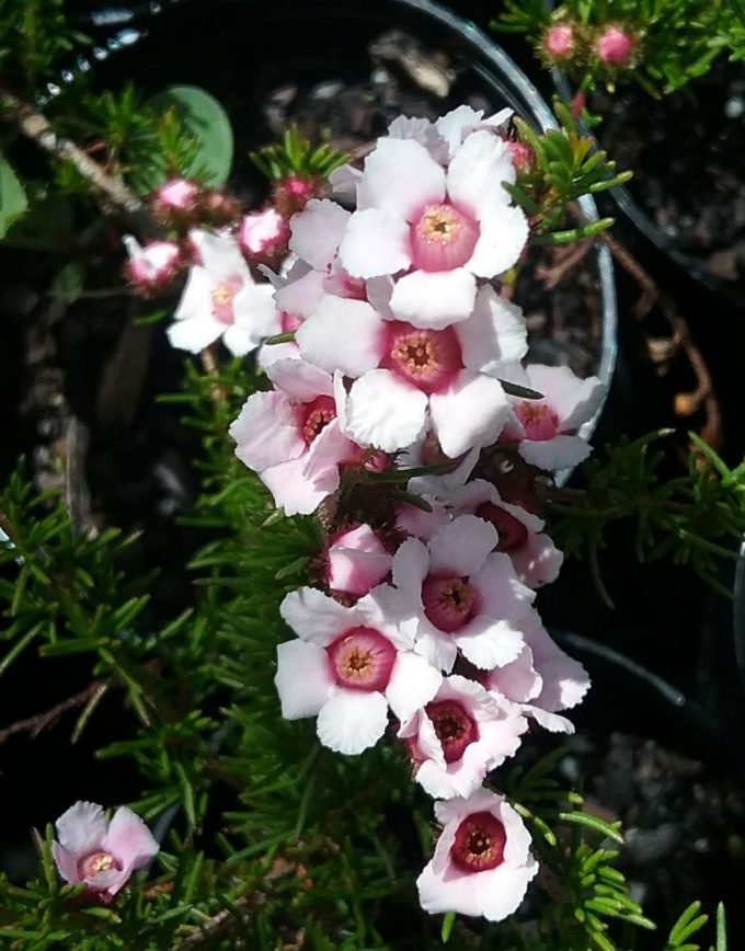 Baeckea muricata - small Australian Native Plant