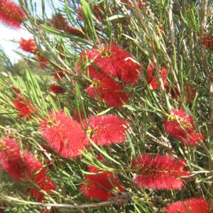 Callistemon phoenicius - Australian Native Plant