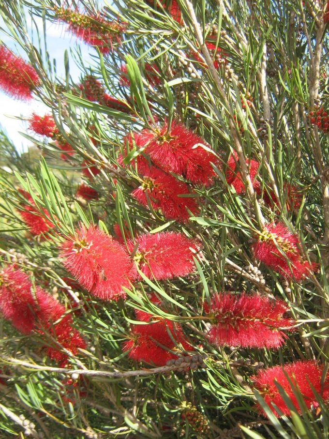 Callistemon phoenicius - Australian Native Plant