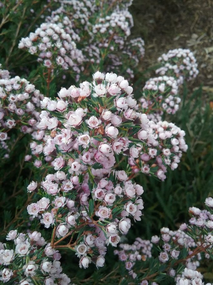 Chamelaucium Paddys Pink - Australian Native Plant