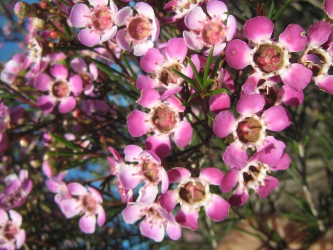 Chamelaucium uncinatum Purple Pride - Australian Native Plant