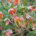 Darwinia citriodora - Australian Native Plant