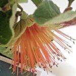 Diplolaena dampieri - Australian Native Plant