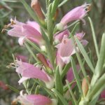 Eremophila youngii ssp lepidota - Drought Hardy Australian Native Plant