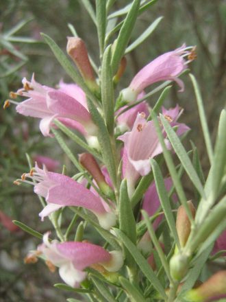 Eremophila youngii ssp lepidota - Drought Hardy Australian Native Plant