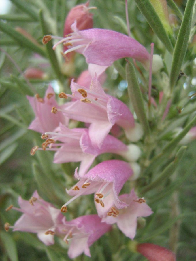 Eremophila youngii ssp lepidota - Hardy Australian Native Plant