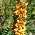 Eutaxia obovata - Australian Native Plant
