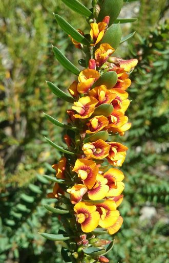 Eutaxia obovata - Australian Native Plant