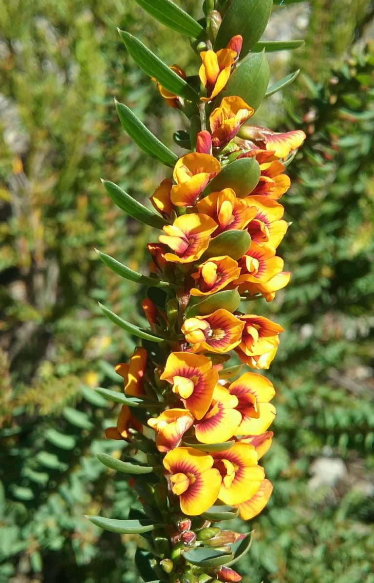 Eutaxia obovata in 75mm Supergro Tube Trigg Plants