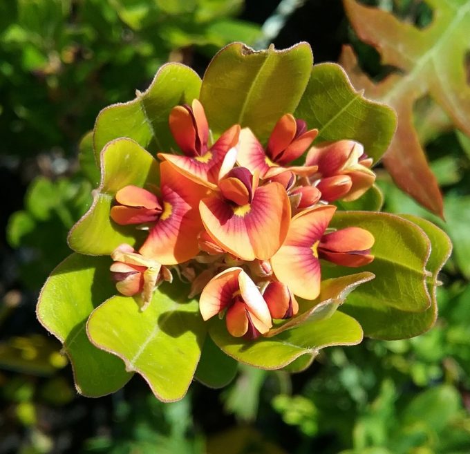 Gastrolobium bilobum - Australian Native Plant