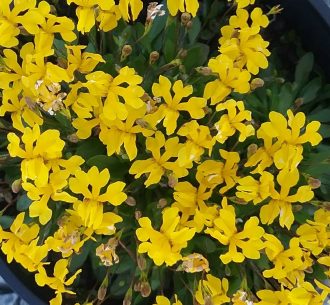 Goodenia pusila - Australian Native Plant