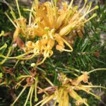 Grevillea juniperina aurea - Australian native groundcover