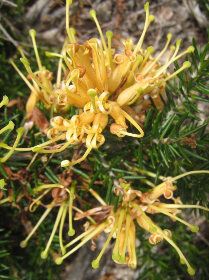 Grevillea juniperina aurea - Australian native groundcover