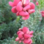 Grevillea lanigera Mt Tambouritha - Australian Native Plant