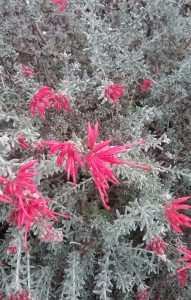 Grevillea lavadulacea - Australian native plant