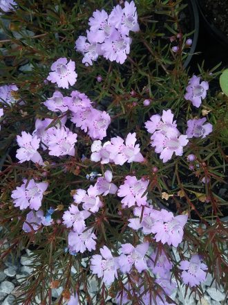 Hemiandra pungens - Australian Native Ground-cover