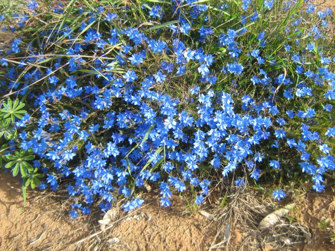 Lechenaultia biloba - Australian Native Plant