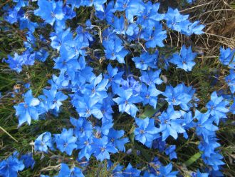 Lechenaultia biloba - Australian Native Plant