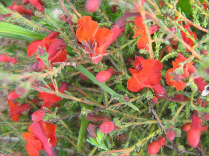 Lechenaultia Scarlet Ohara - Australian Native Plant