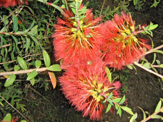Melaleuca hypericifolia Little Gem - Hardy Australian Native Plant