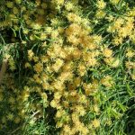 Melaleuca micromera - Australian Native Plant with Interesting Foliage