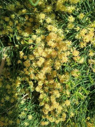 Melaleuca micromera - Australian Native Plant with Interesting Foliage