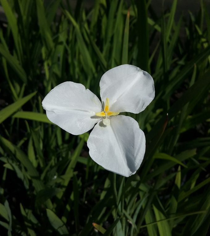 Patersonia occidentalis White Form in 68mm Super Tube