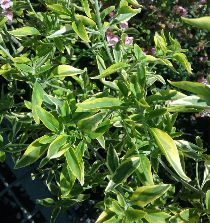 Prostanthera ovalifolia variegated - Australian native plant