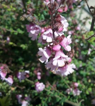 Prostanthera rhombea pink Australian native plant