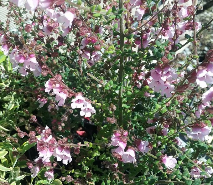 Prostanthera rhombea pink Australian native plant
