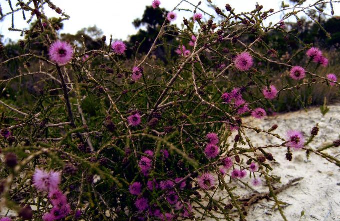 Regelia inops - Australian Native Plant