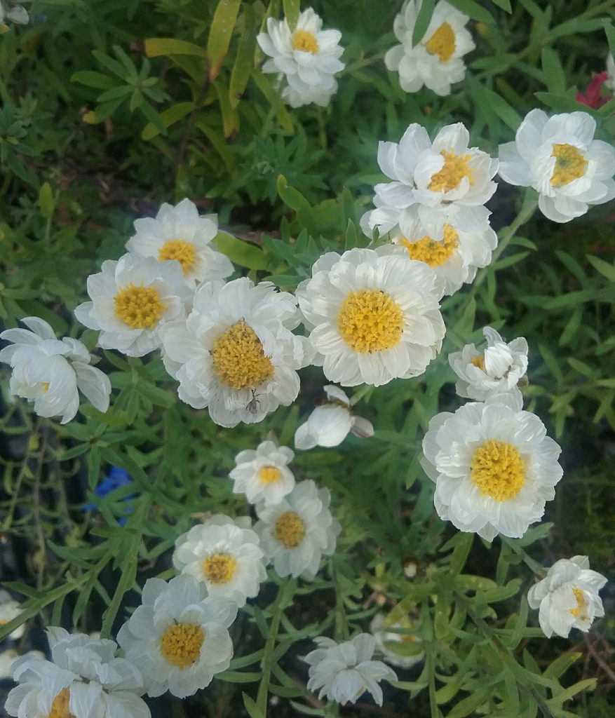 Rhodanthe anthemoides - Australian Native Plant