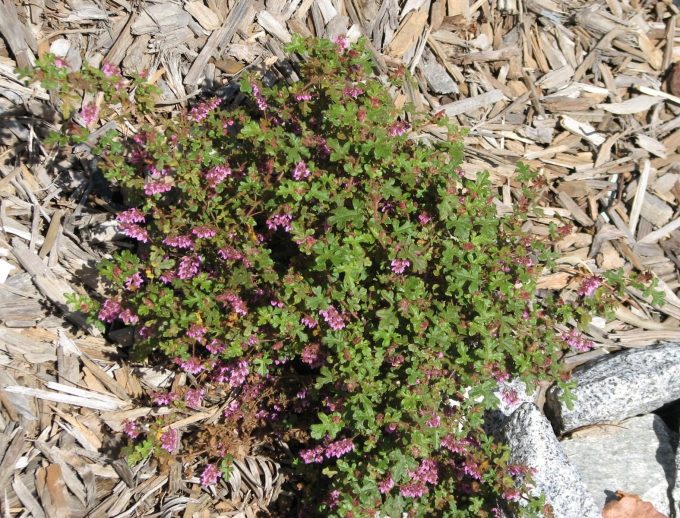Thomasia quercifolia - Australian Native Plant