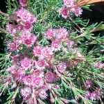 Verticordia plumosa - Spring Flowering Australian Native Plant