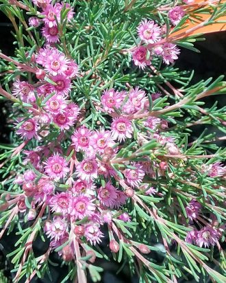 Verticordia plumosa - Spring Flowering Australian Native Plant