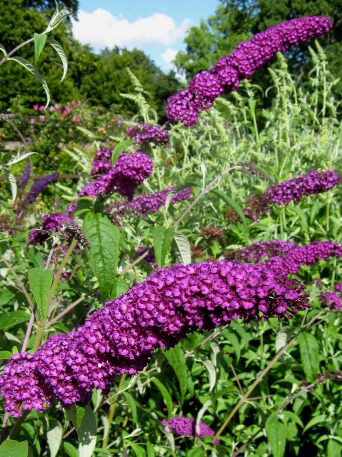 Buddleia davidii Royal Purple - Hardy Perennial Plant