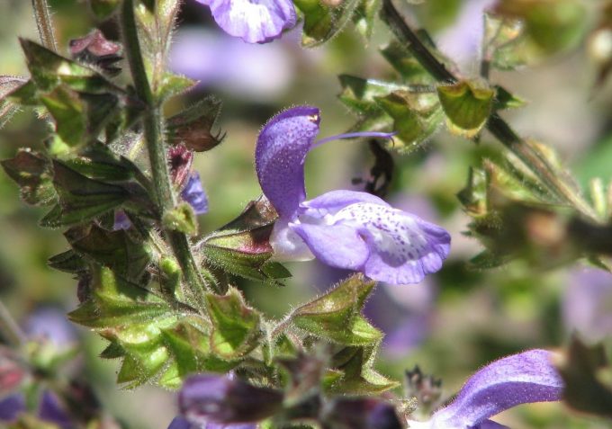 Salvia forsskaolei - Perennial Plant