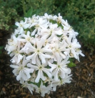 Lychnis chalcedonica white form 30 seeds