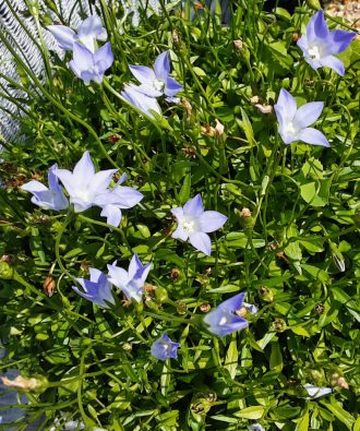 Wahlenbergia stricta - Australian Native Plant