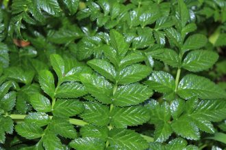 Angelica pachycarpa - Perennial Plant