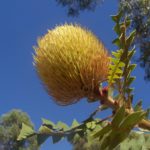 Banksia baxteri - Australian Native Plant