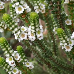 Baeckea imbricata - Australian Native Shrub