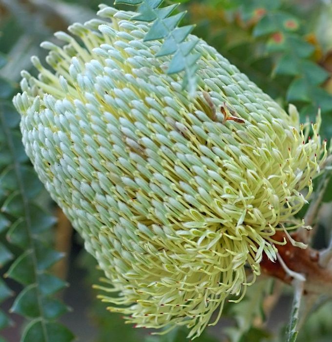 Banksia speciosa in 50mm Forestry Tube