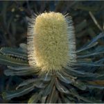 Banksia aemula - Australian Native Plant