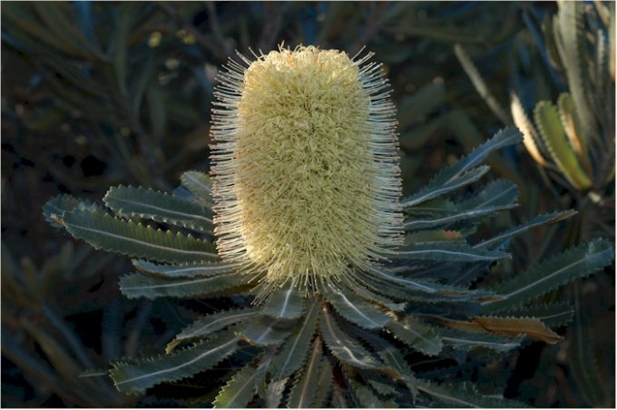 Banksia aemula in 50mm Forestry Tube