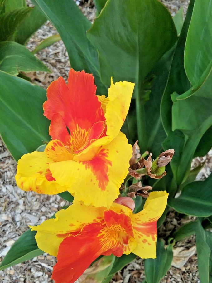 Canna lily Cattleya